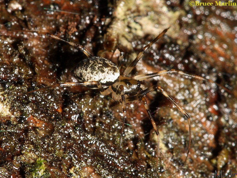 Sheetweb Spider - Drapetisca alteranda