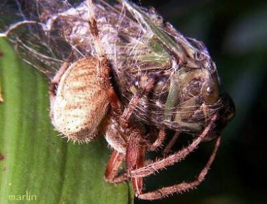 Orb Weaver Catches Cicada