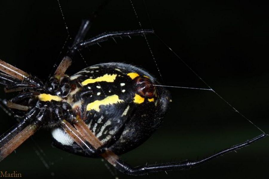 Garden Spider spinnerets