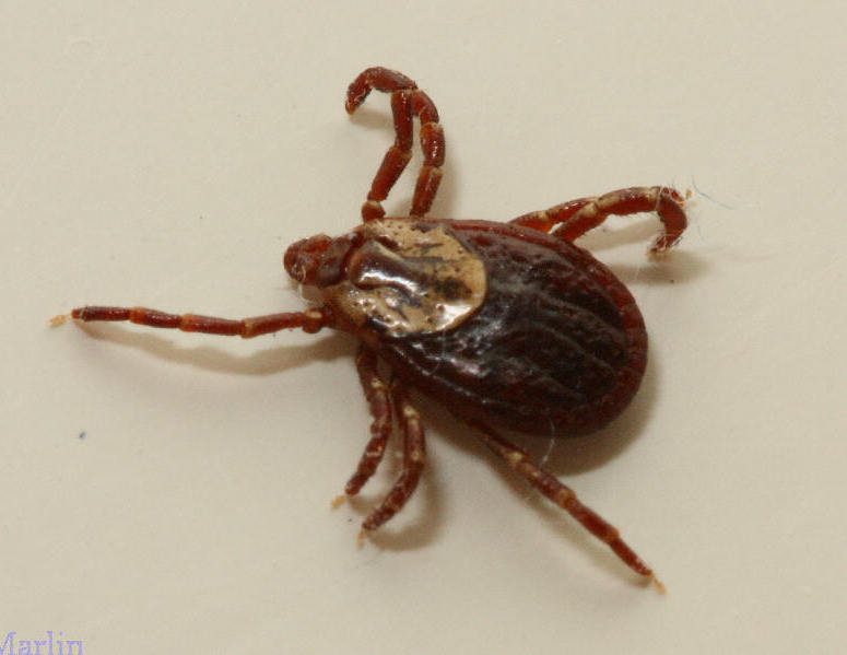 American Dog Tick