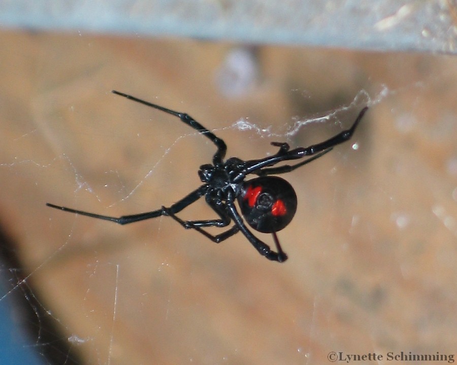 black widow spider female macro photograph
