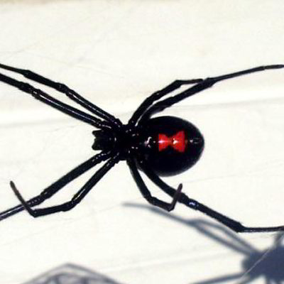 black widow spider's underside