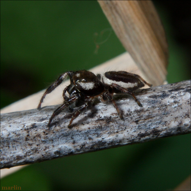 Bronze Jumping Spider - Eris militaris