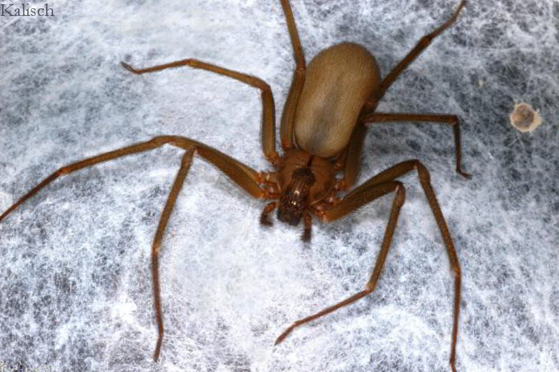 Brown Recluse Spider - Loxosceles reclusa - North American Insects ...