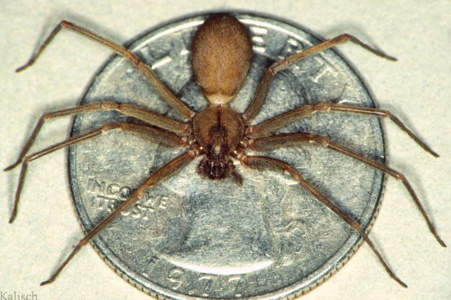 brown recluse spider sitting on quarter-dollar