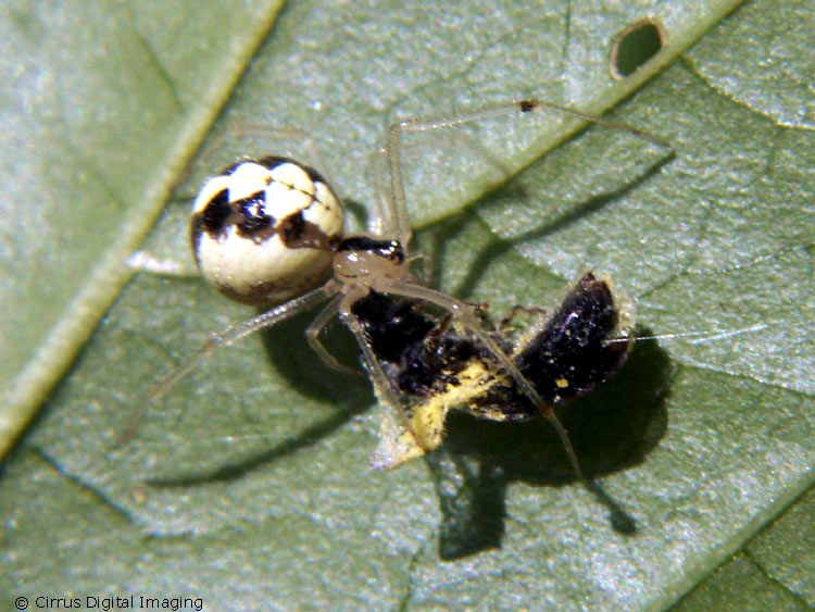 Cobweb Spider - Theridion sp. 