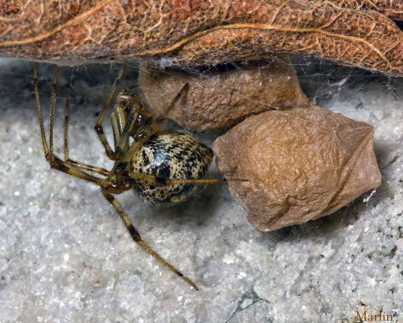 Female house spider and egg cases