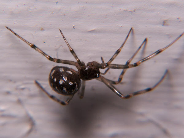 Cobweb Spider - Steatoda triangulosa