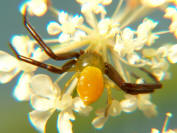 Crab Spider