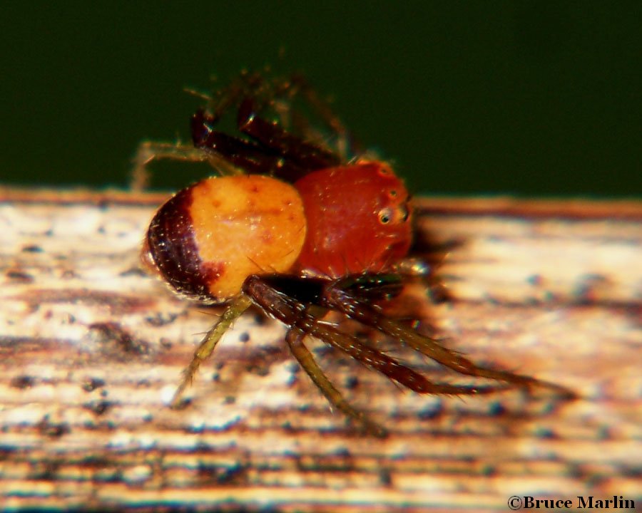 Crab Spider - Synema parvulum