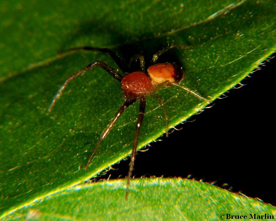 Crab Spider - Synema parvulum