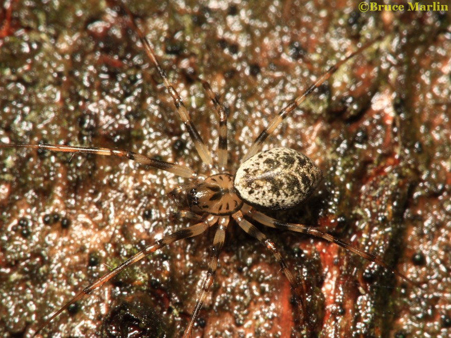 Sheetweb Spider - dorsal view