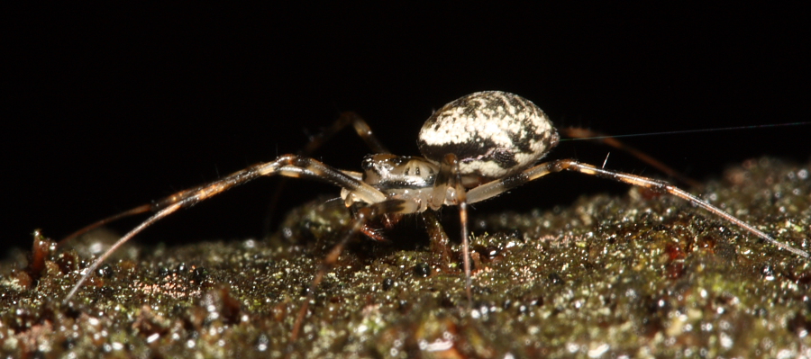 Sheetweb Spider lateral view