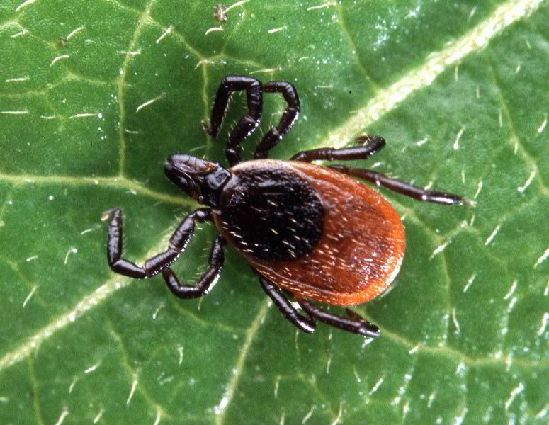 Blacklegged Tick or Deer Tick