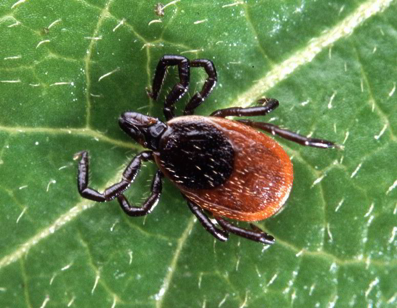 Blacklegged Tick or Deer Tick