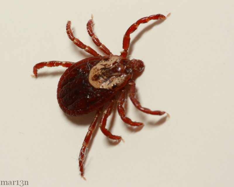 American dog tick