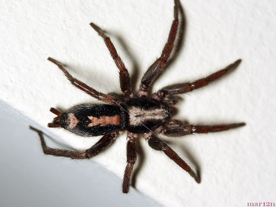 Eastern Parson Spider - Herpyllus ecclesiasticus