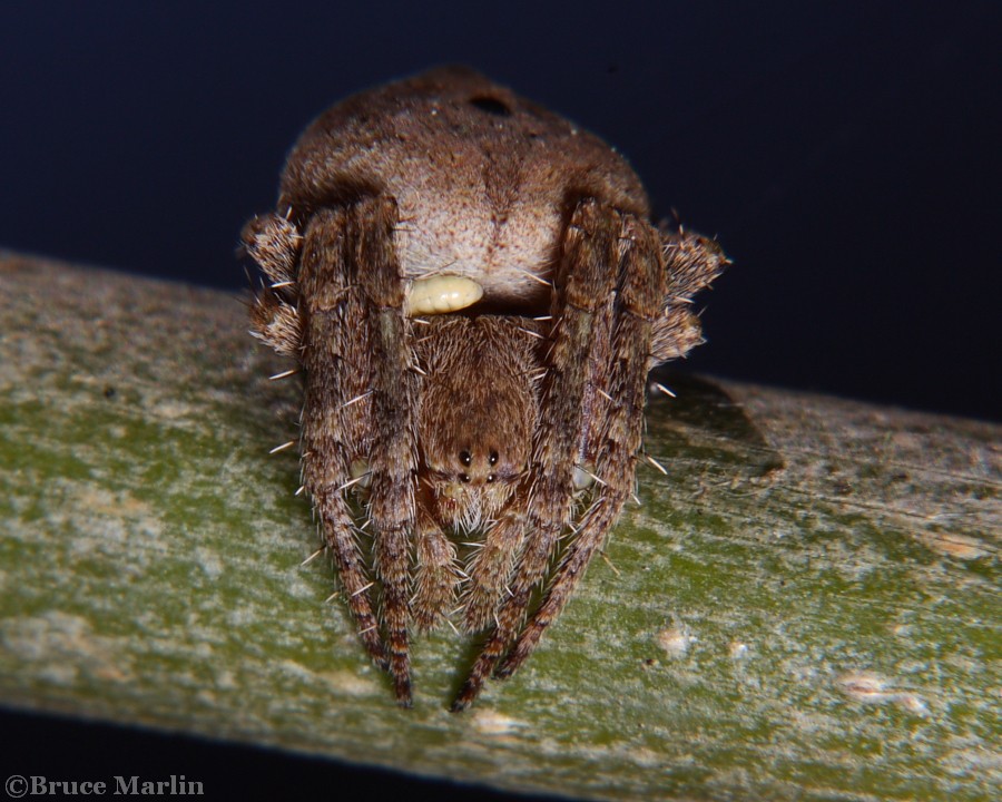 Humpback Orb Weaver Spider