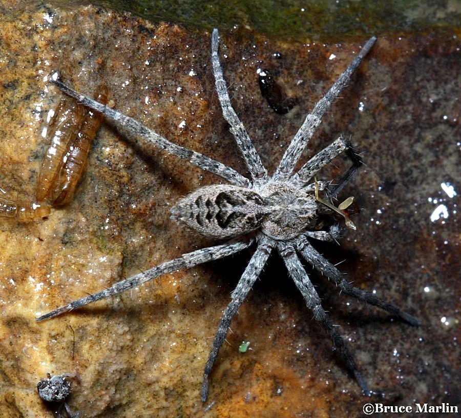 Fishing Spider - Dolomedes tenebrosus