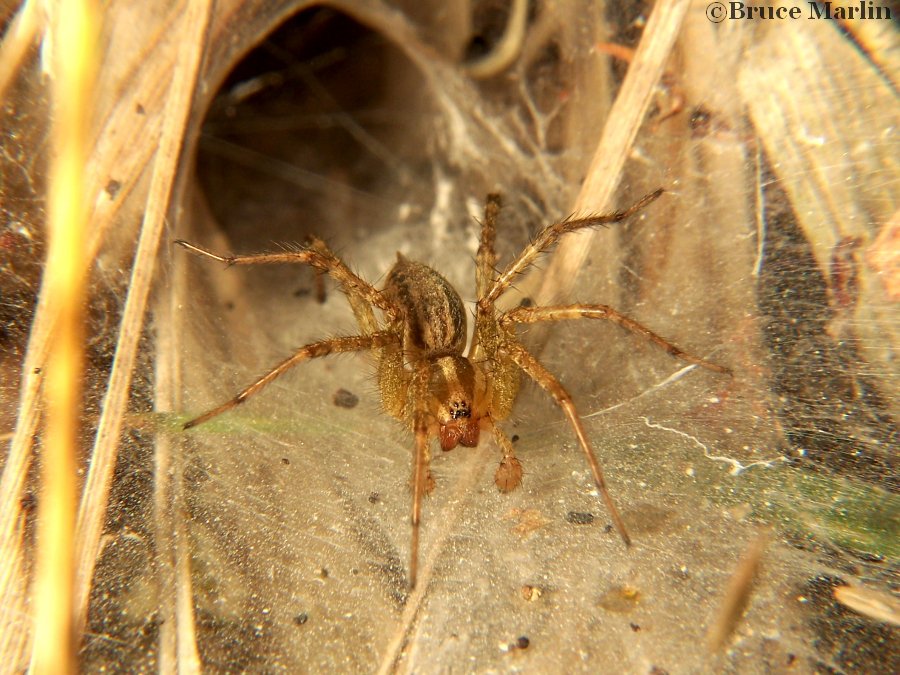 Funnel Weaver Spider - Agelenopsis sp. - North American Insects & Spiders