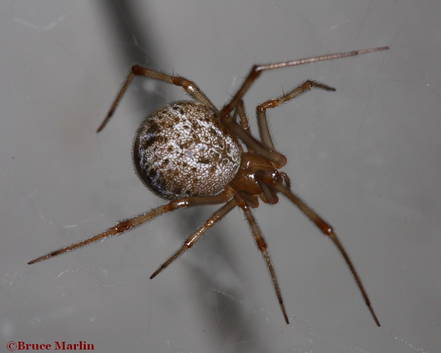 House cobweb spider