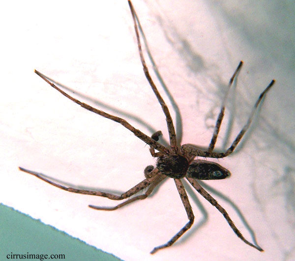 Running Crab Spider