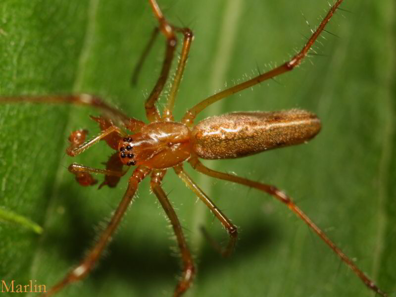 Long-jawed Orbweaver Spider