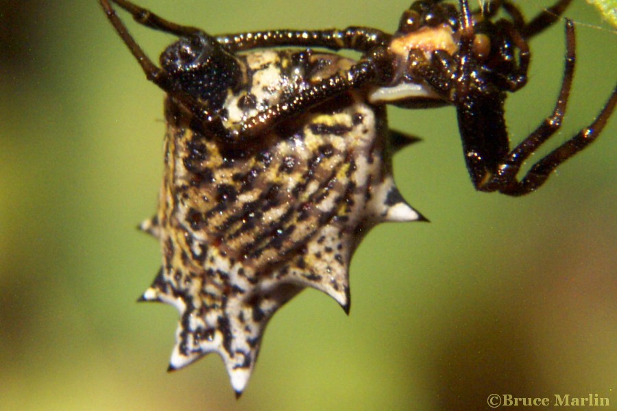 macro photograph Spined Micrathena ventral view