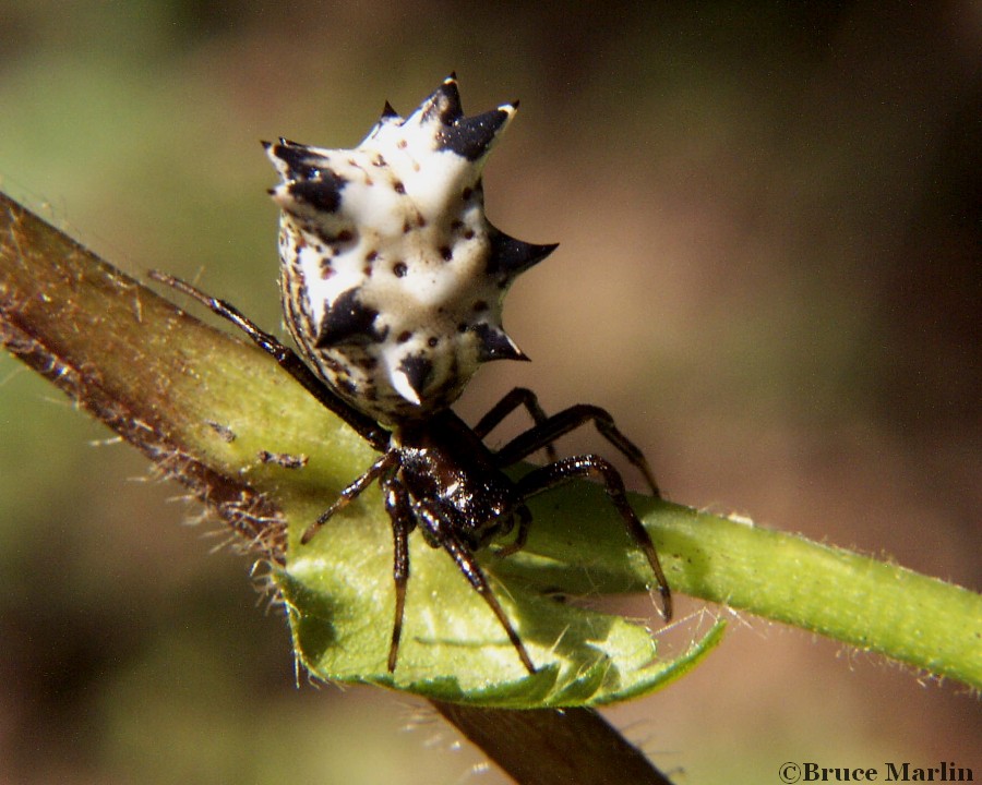 macro photograph Spined Micrathena spider
