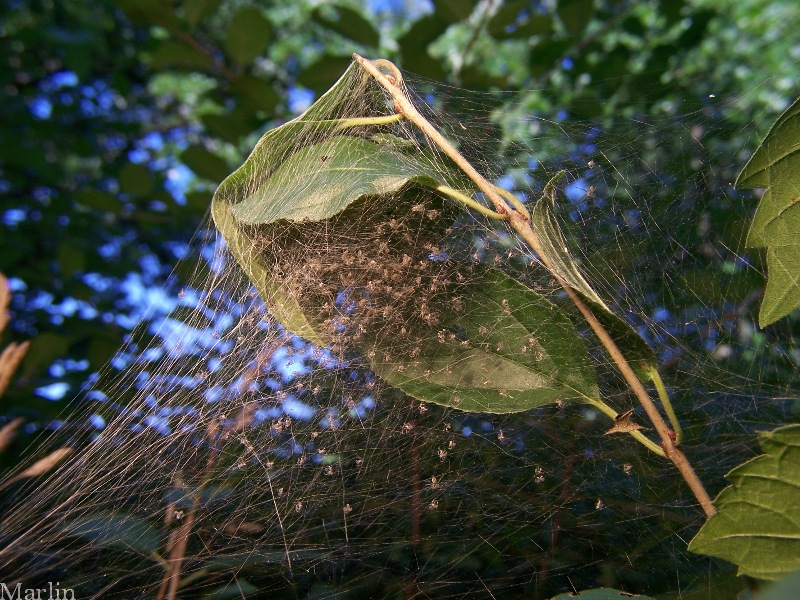 Nursery web filled with hundreds of spiderlings