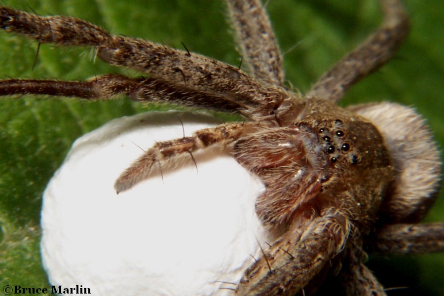 macro photo Nursery Web Spider with egg sac