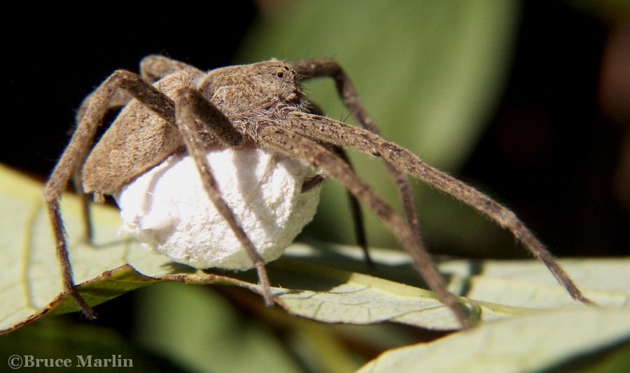 macro photograph Nursery Web Spider