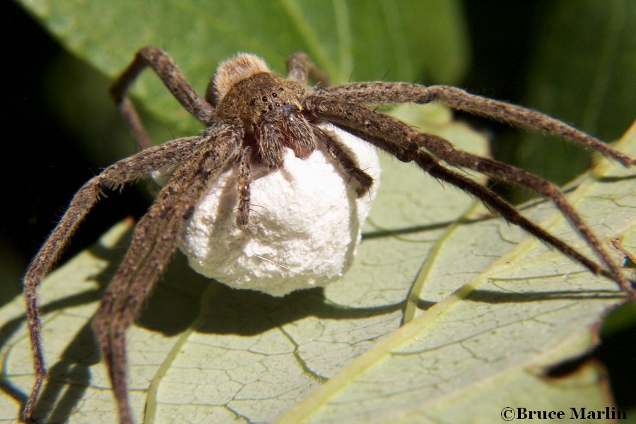 macro photo Nursery Web Spider with egg sac