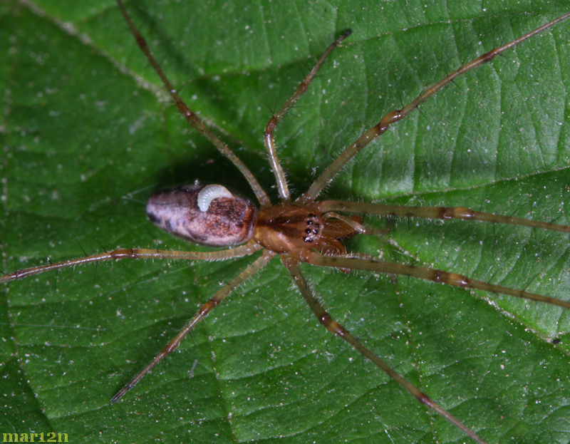 macro photograph orb-weaver spider with parasite