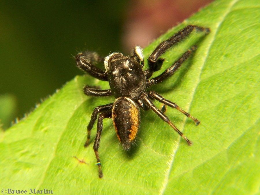 color photo dorsal view Jumping Spider Phidippus clarus