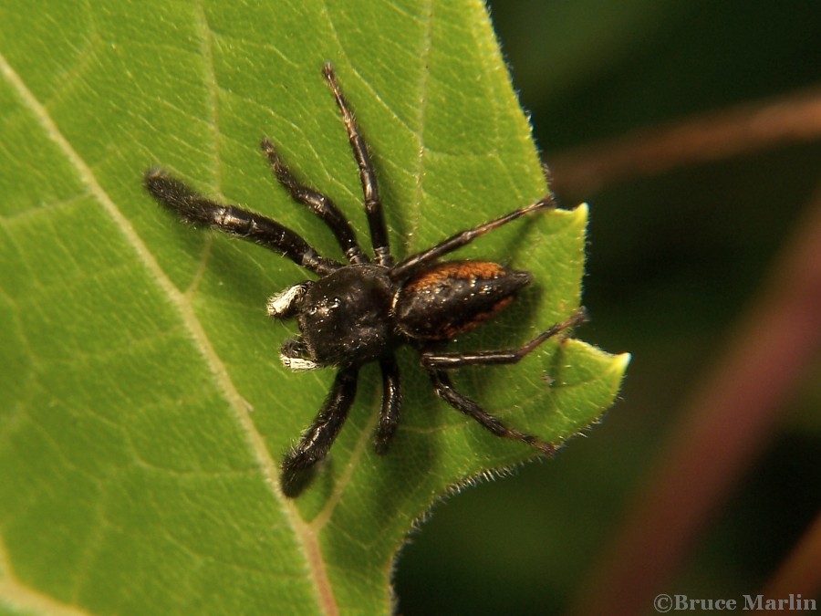 color photo dorsal view Jumping Spider Phidippus clarus