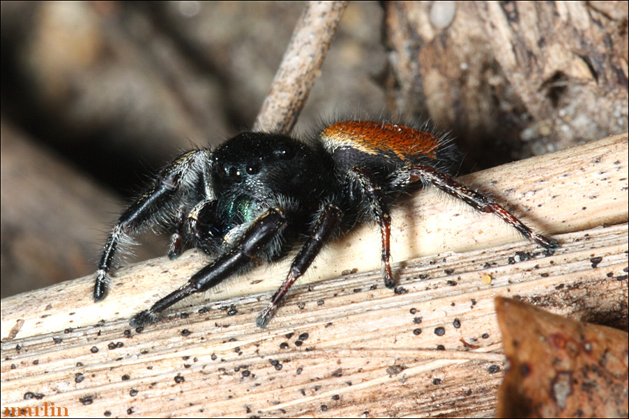 Phidippus johnsoni