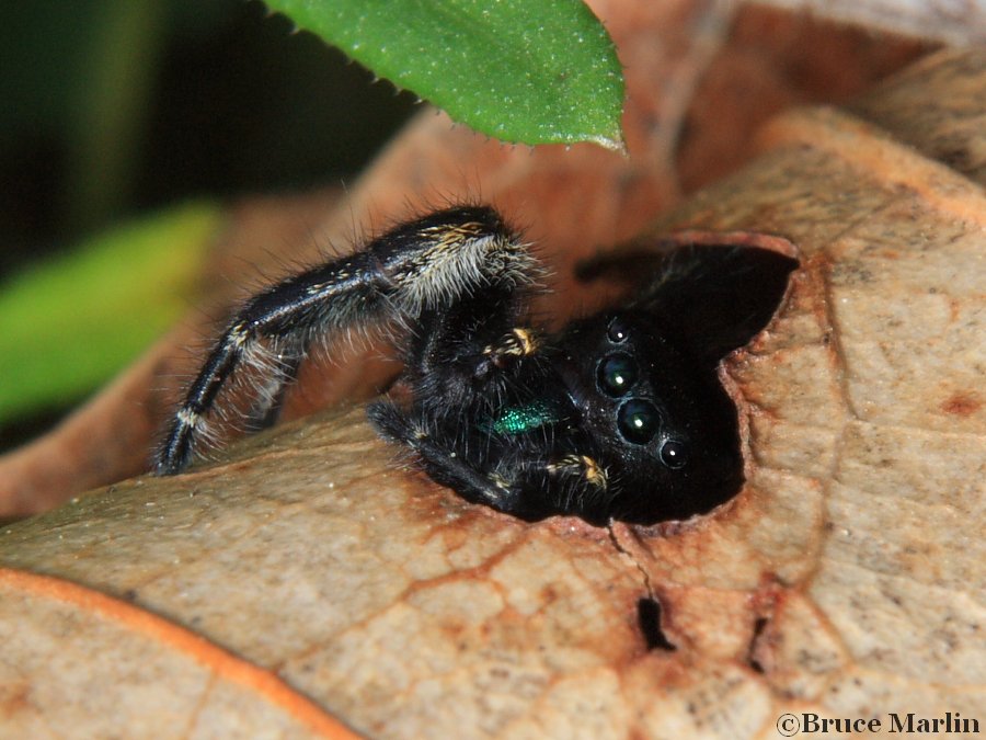 Jumping Spider - Phidippus princeps