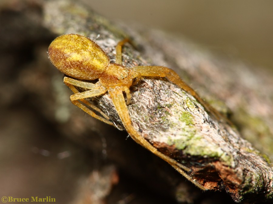 Philodromus sp.