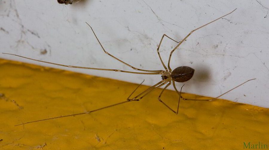 Cellar Spider  - Pholcus manueli