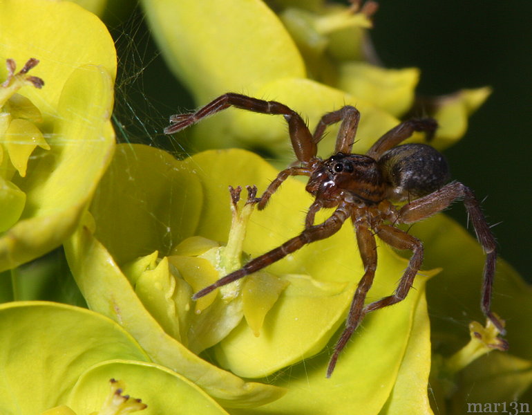 Pirate Wolf Spider