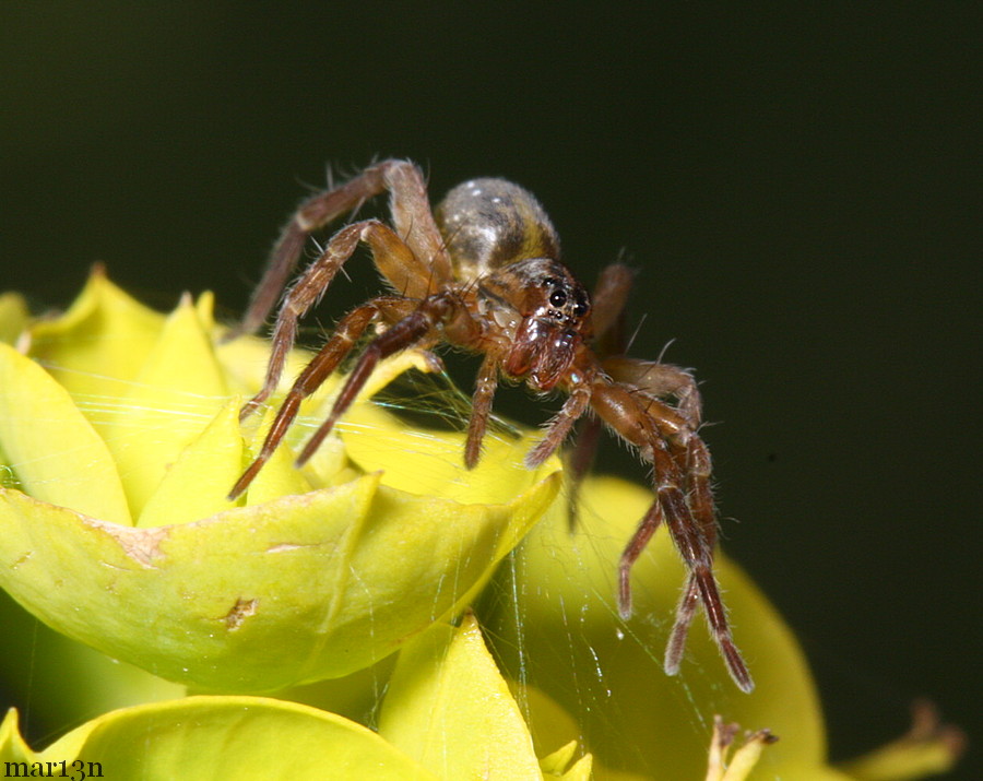 Pirate Wolf Spider head-on