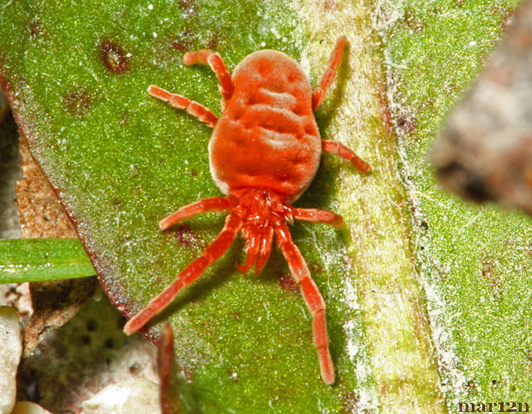 Red Velvet Mite - Trombidium sp. - North American Insects & Spiders