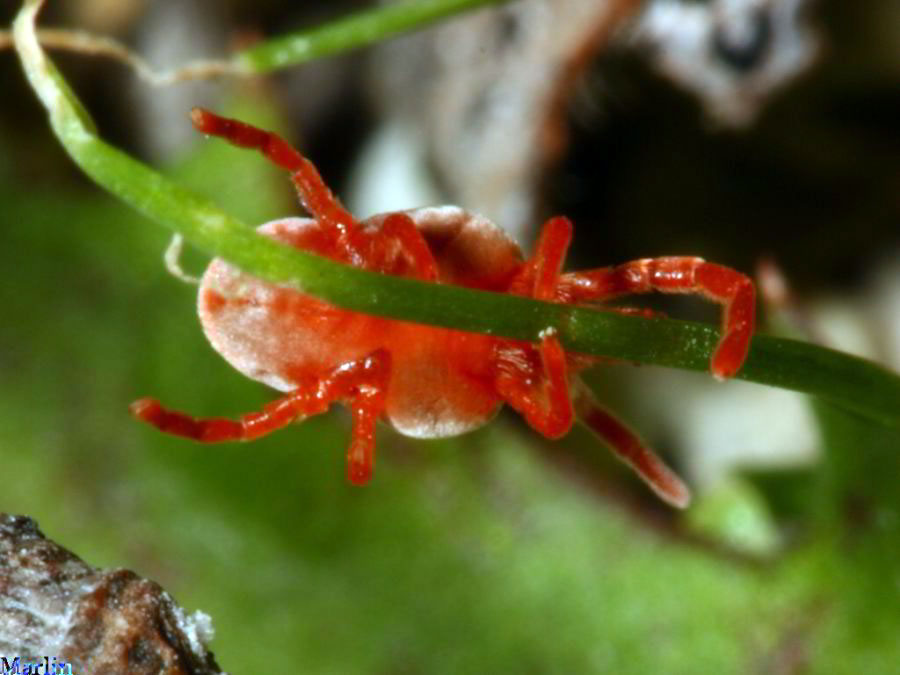 Red Velvet Mite