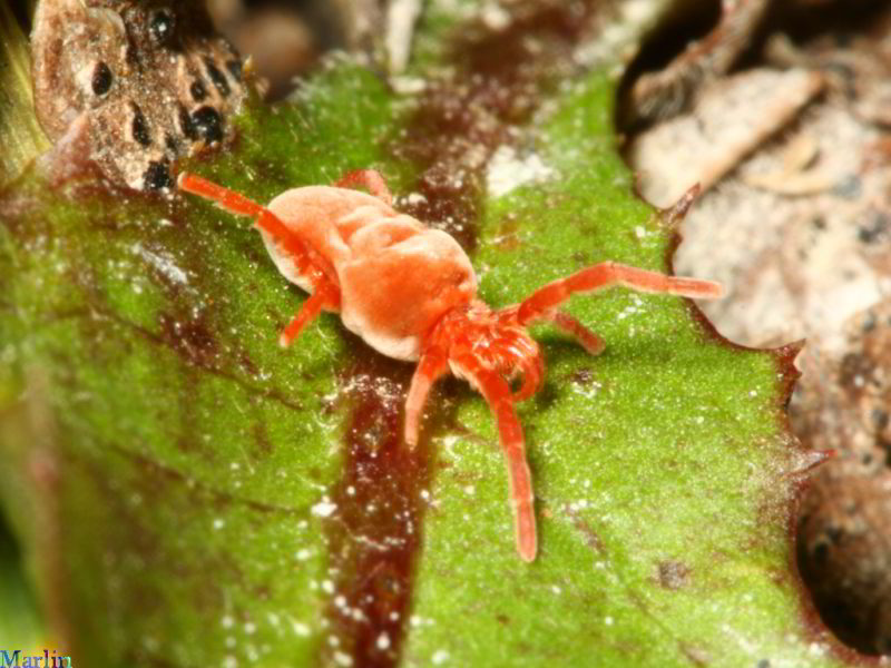 Red Velvet Mite