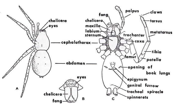 Wolf Spiders - Family Lycosidae - North American Insects ... ant thorax diagram 