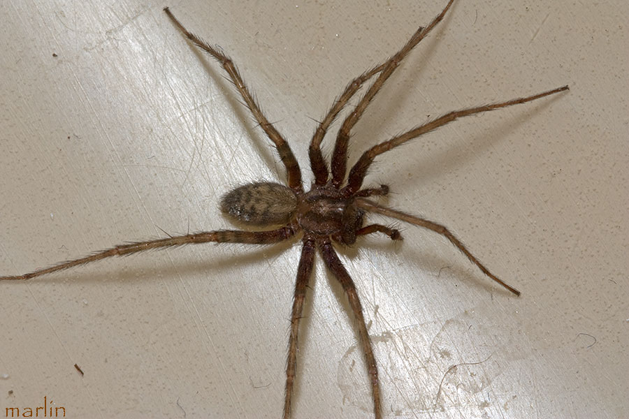 Barn Funnel Weaver Spider Tegenaria Domestica North American
