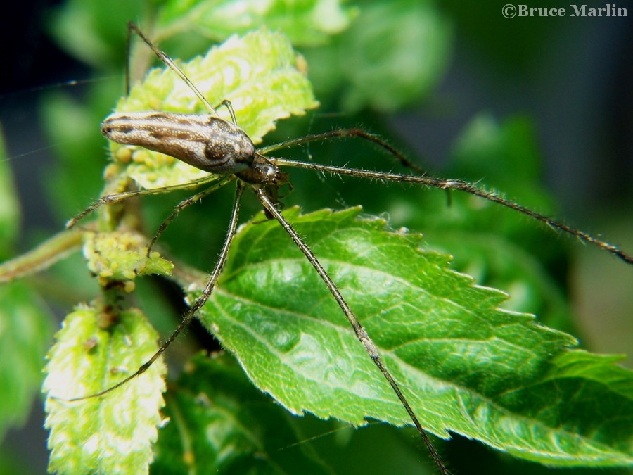 Tetragnatha elongata