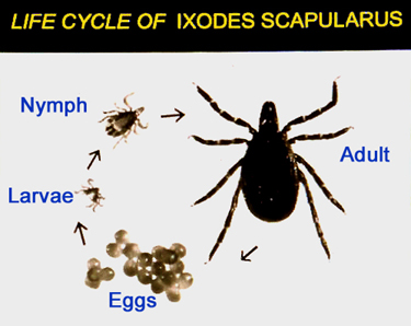 Tick Life Cycle