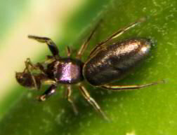 Jumping Spider Tutelina